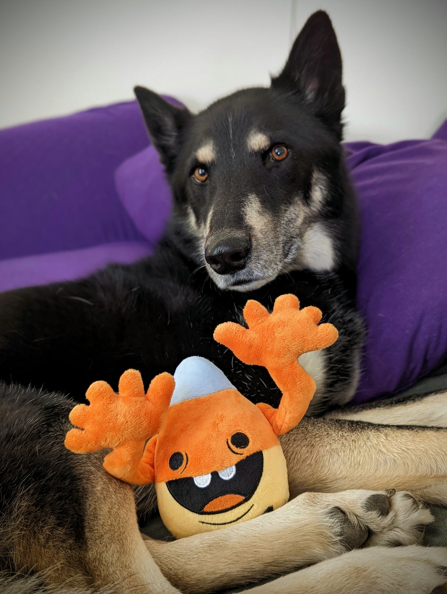 Count Cavity Plush